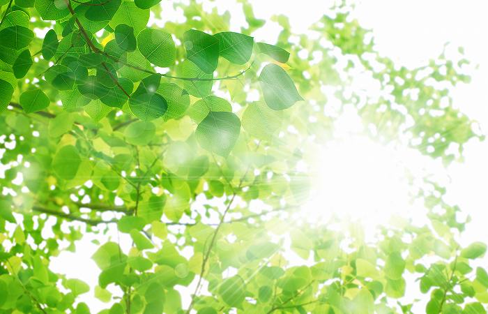 木の葉と太陽の光