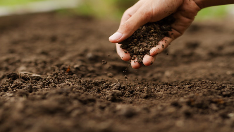 良質な腐葉土が持つ作用とは？